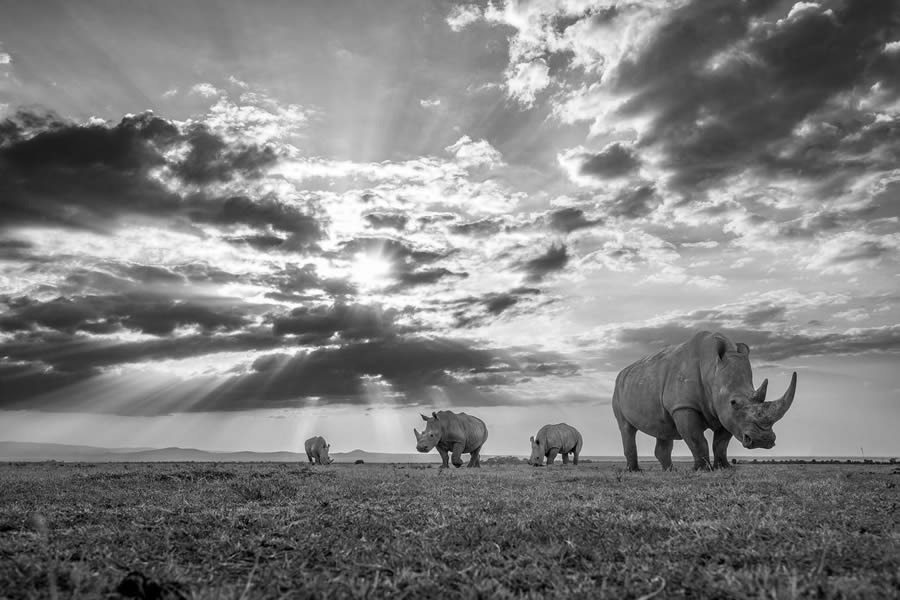 The Art Of Wildlife In Their Natural Environments By Harry Skeggs