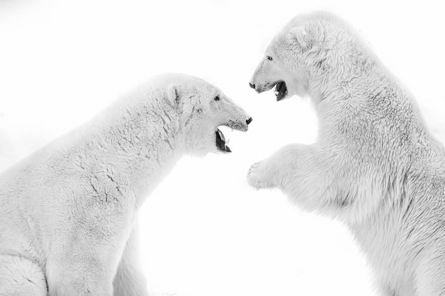 The Art Of Wildlife In Their Natural Environments By Harry Skeggs