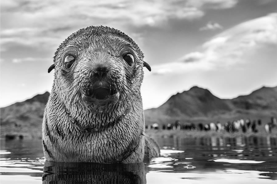 The Art Of Wildlife In Their Natural Environments By Harry Skeggs