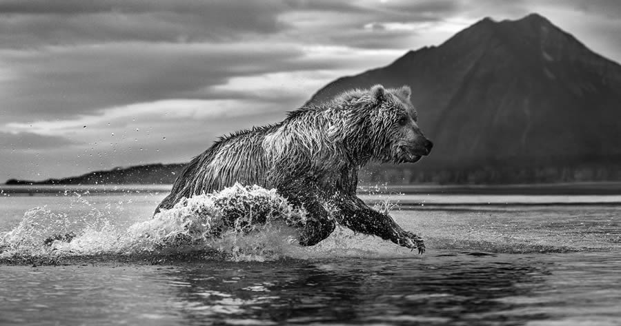 The Art Of Wildlife In Their Natural Environments By Harry Skeggs