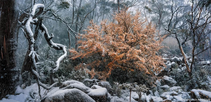 2024 Australian Geographic Nature Photographer of the Year Winners