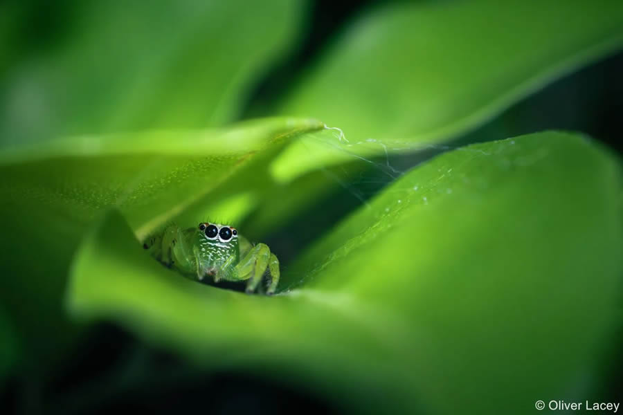 2024 Australian Geographic Nature Photographer of the Year Winners