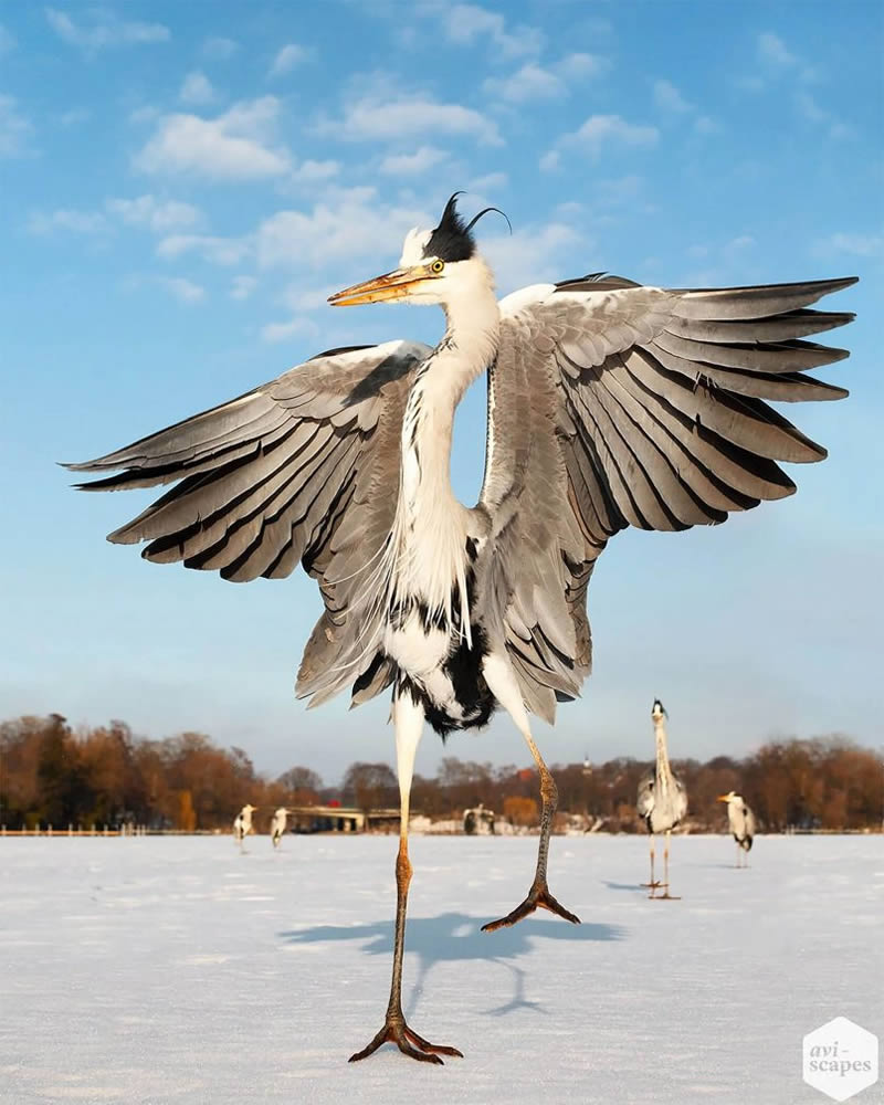 Artistic Bird Photography By Jan Wegener