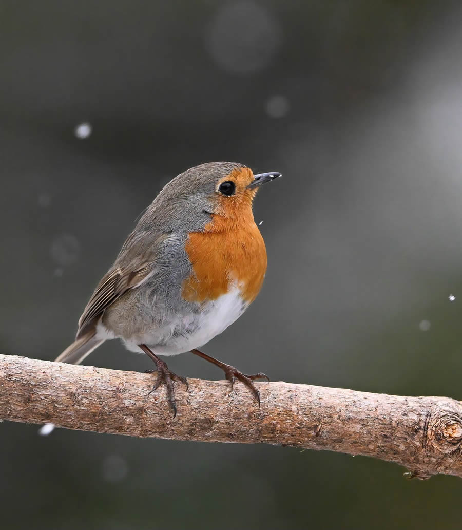 Bird Photography By Juha Murtoniemi