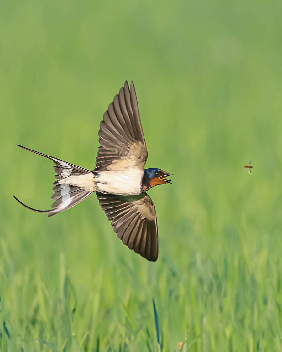 Bird Photography By Juha Murtoniemi