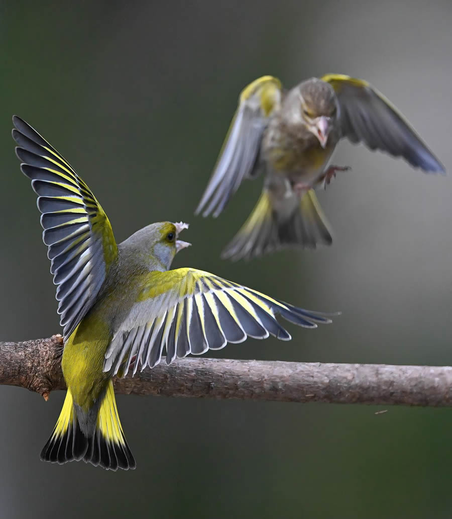 Bird Photography By Juha Murtoniemi