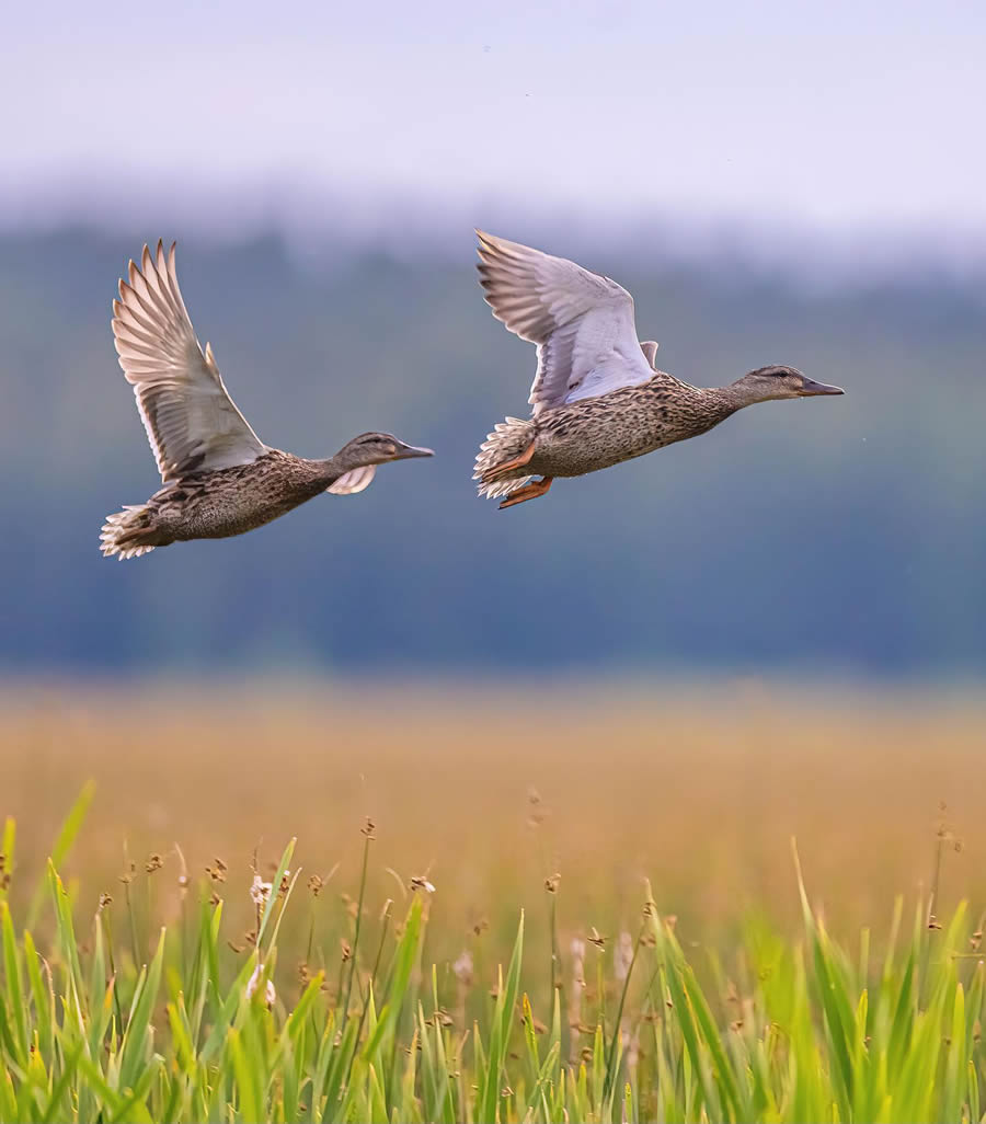 Bird Photography By Juha Murtoniemi