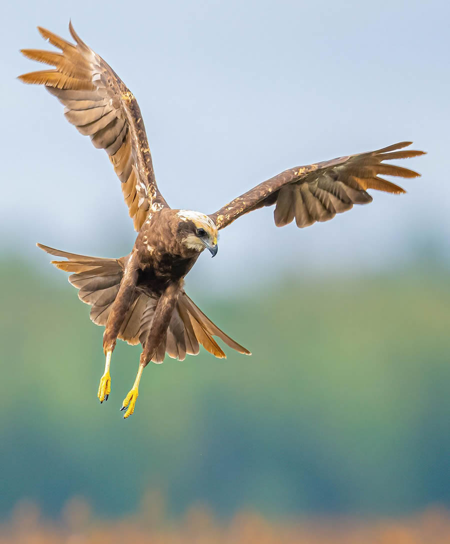 Bird Photography By Juha Murtoniemi