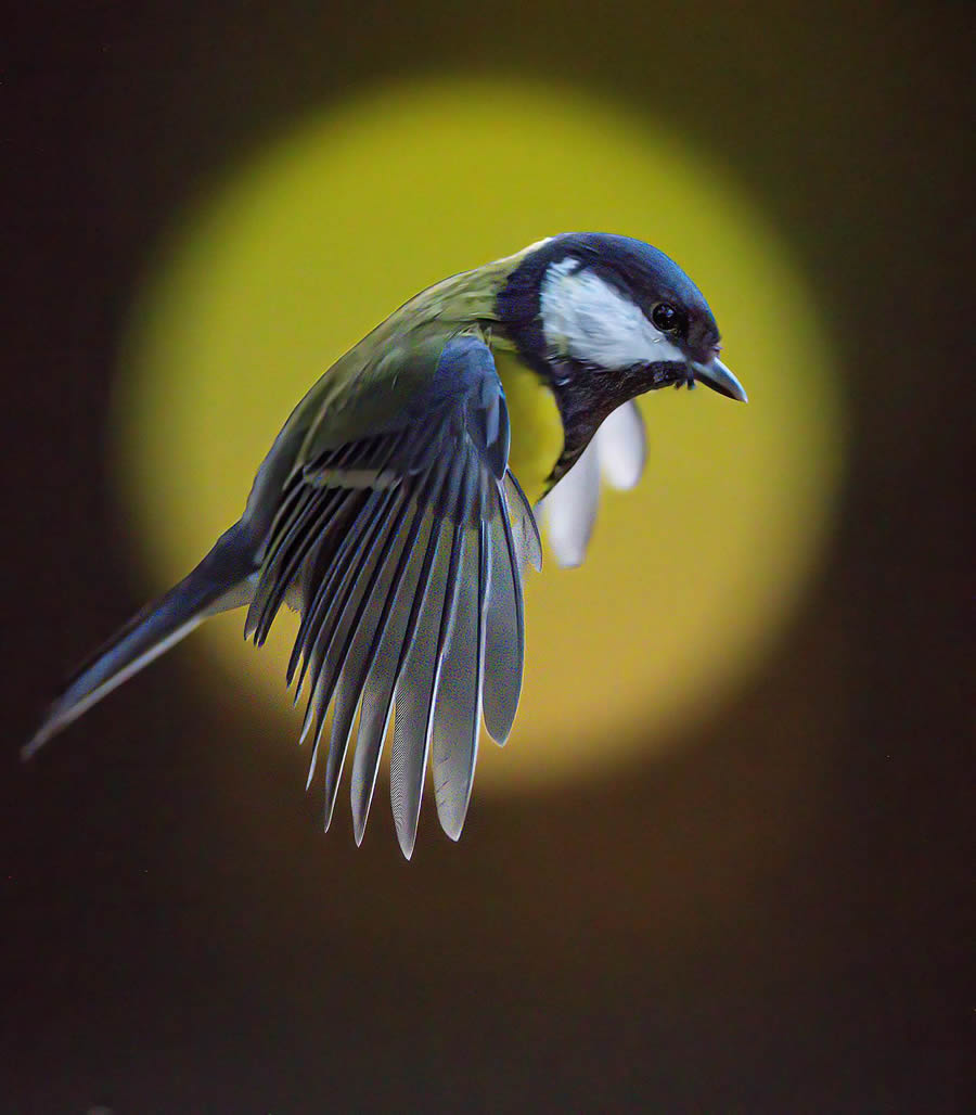 Bird Photography By Juha Murtoniemi