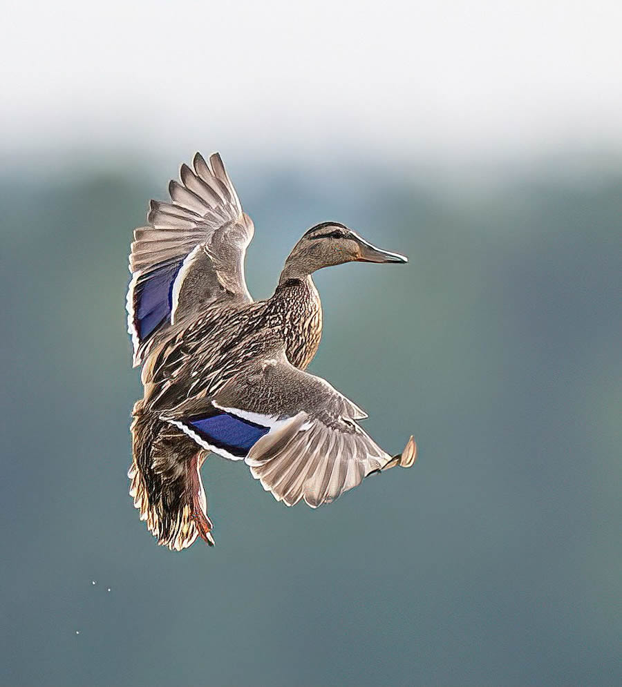 Bird Photography By Juha Murtoniemi