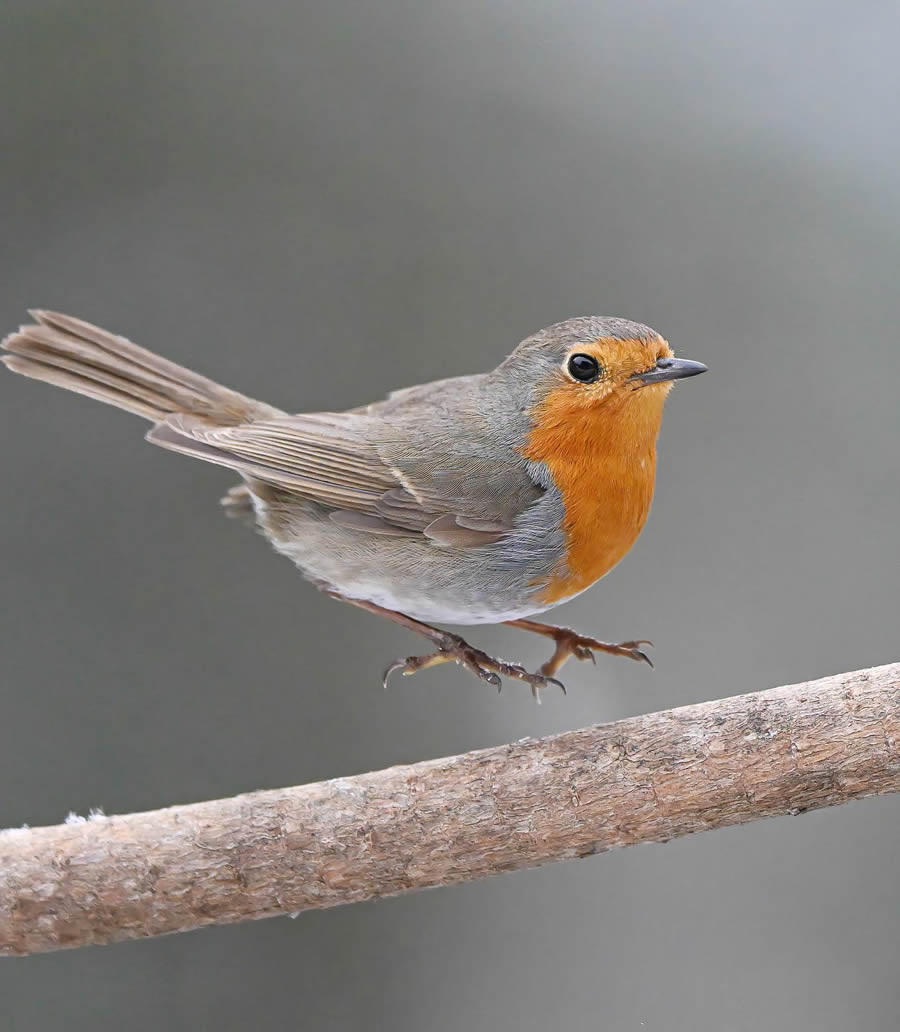 Bird Photography By Juha Murtoniemi