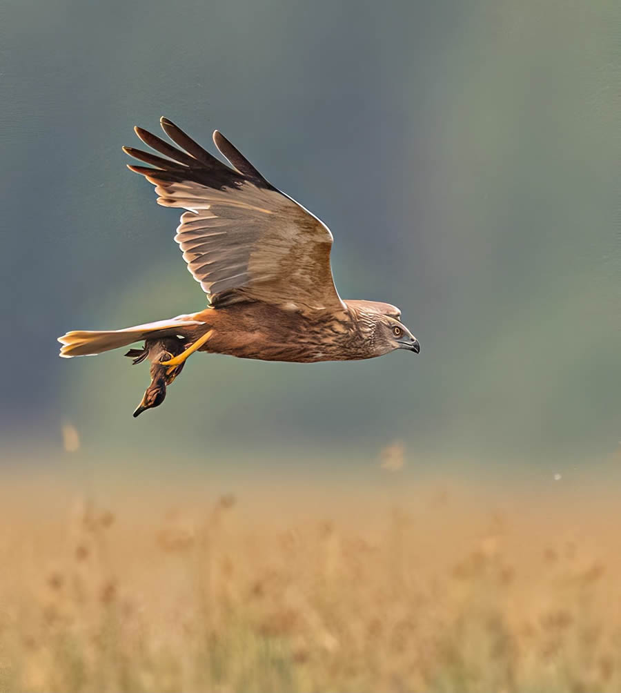 Bird Photography By Juha Murtoniemi