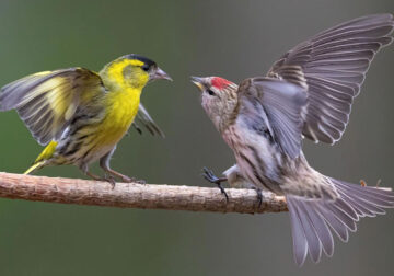 Bird Photography By Juha Murtoniemi