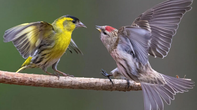 Bird Photography By Juha Murtoniemi