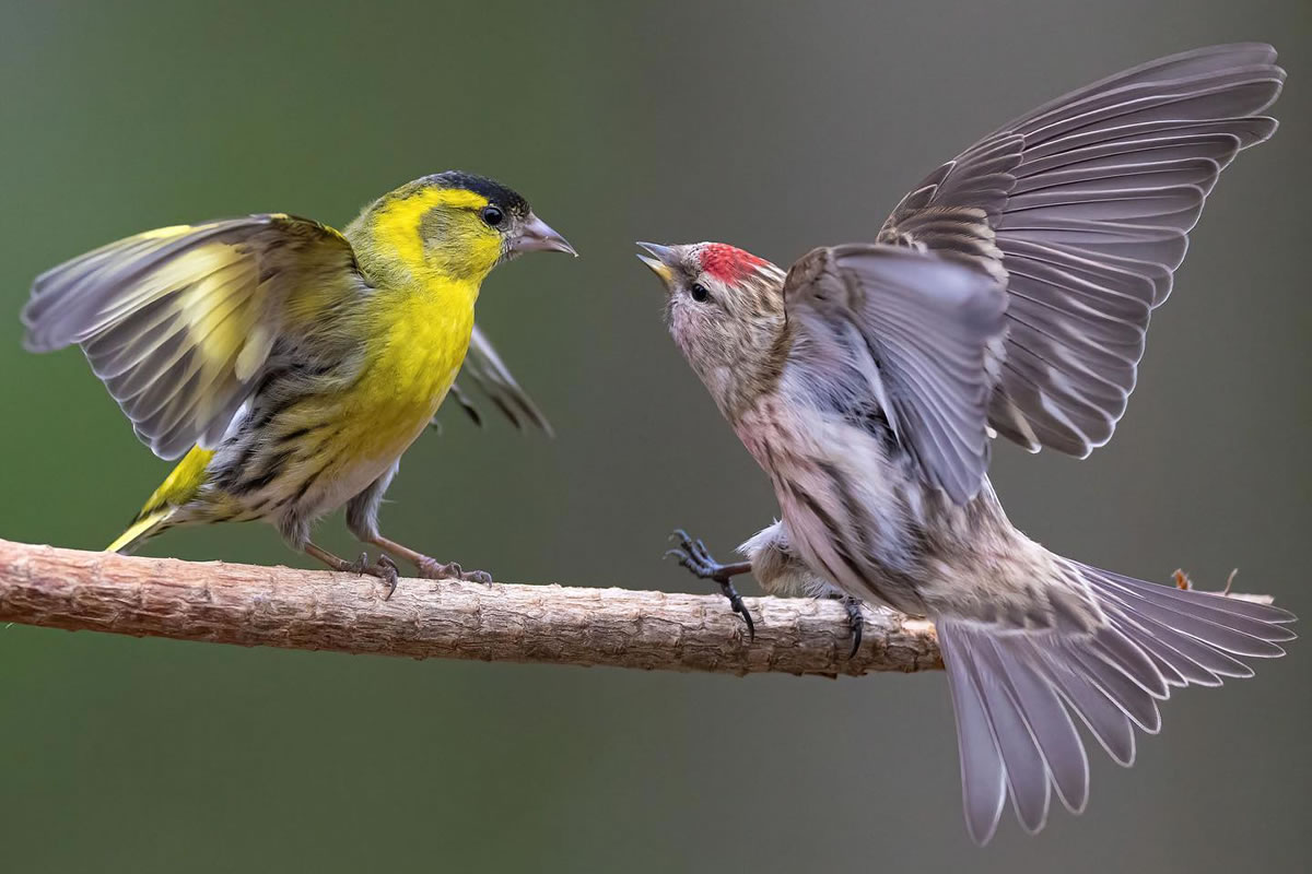 Bird Photography By Juha Murtoniemi