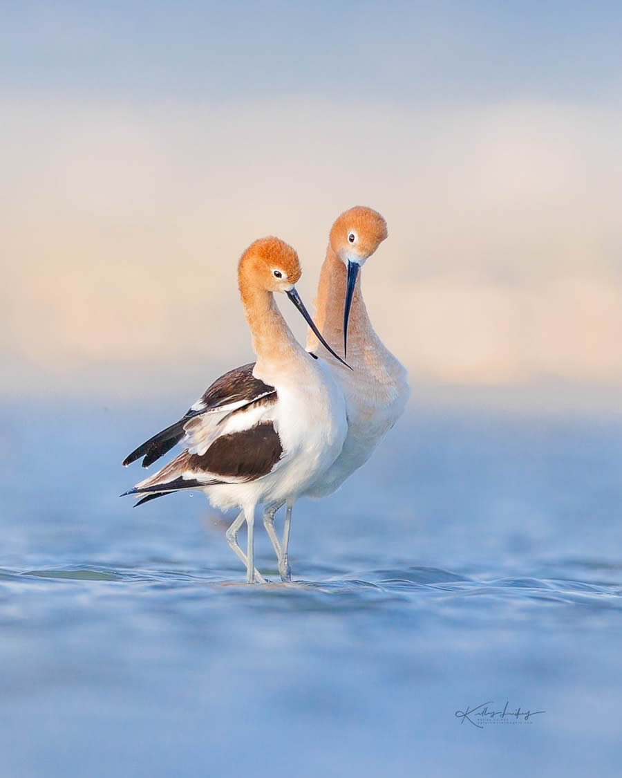 Fine Art Bird Photography By Kelley Luikey