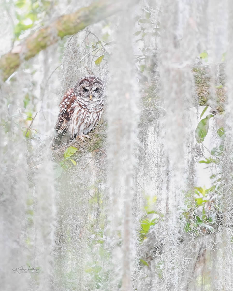 Fine Art Bird Photography By Kelley Luikey