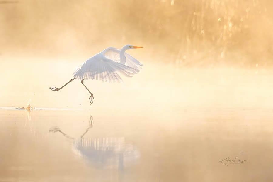 Fine Art Bird Photography By Kelley Luikey