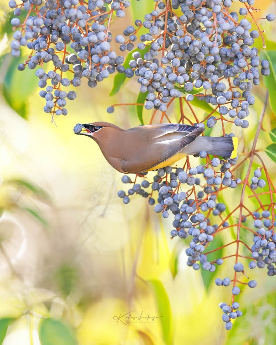 Fine Art Bird Photography By Kelley Luikey