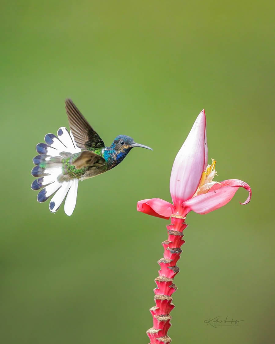 Fine Art Bird Photography By Kelley Luikey