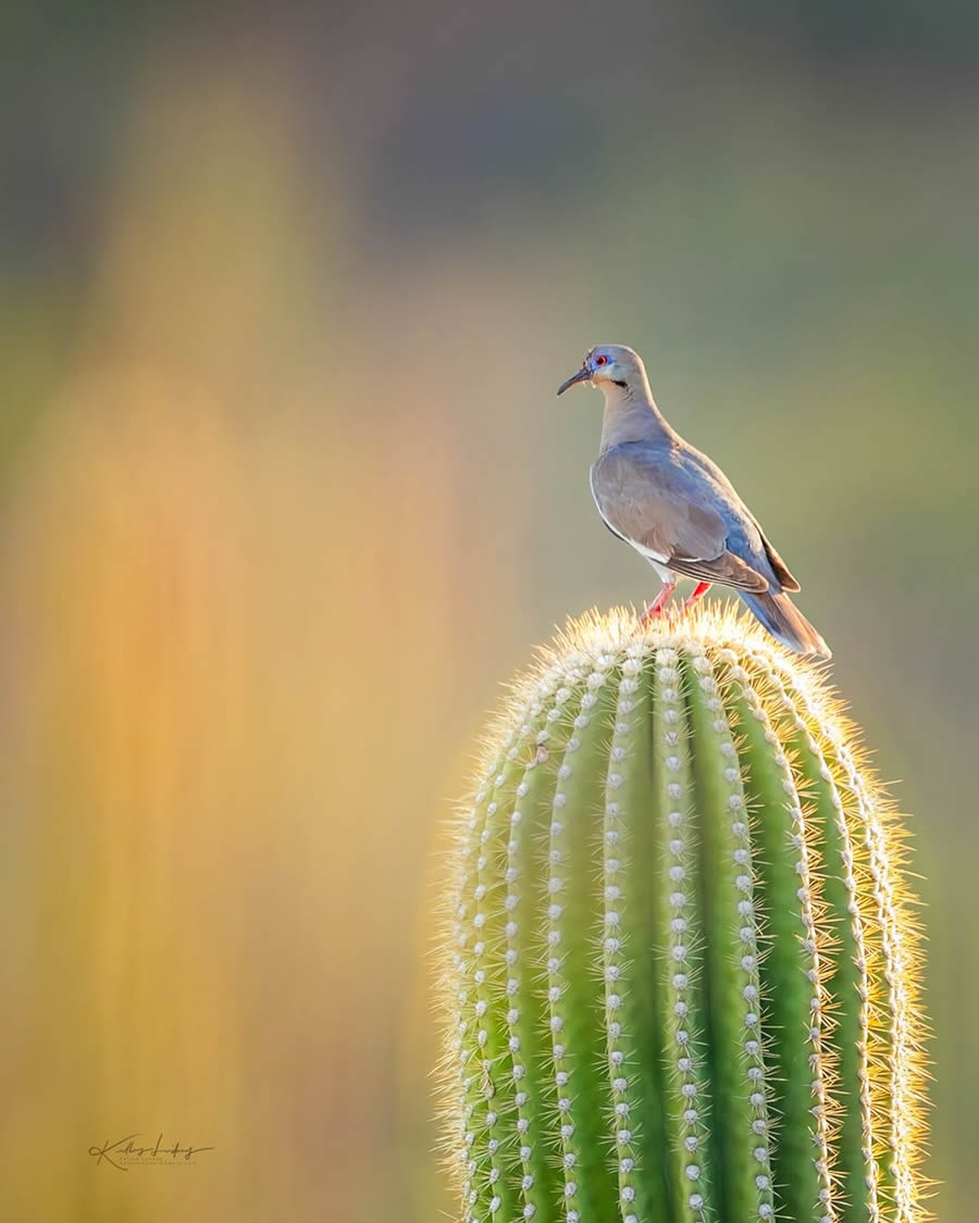 Fine Art Bird Photography By Kelley Luikey