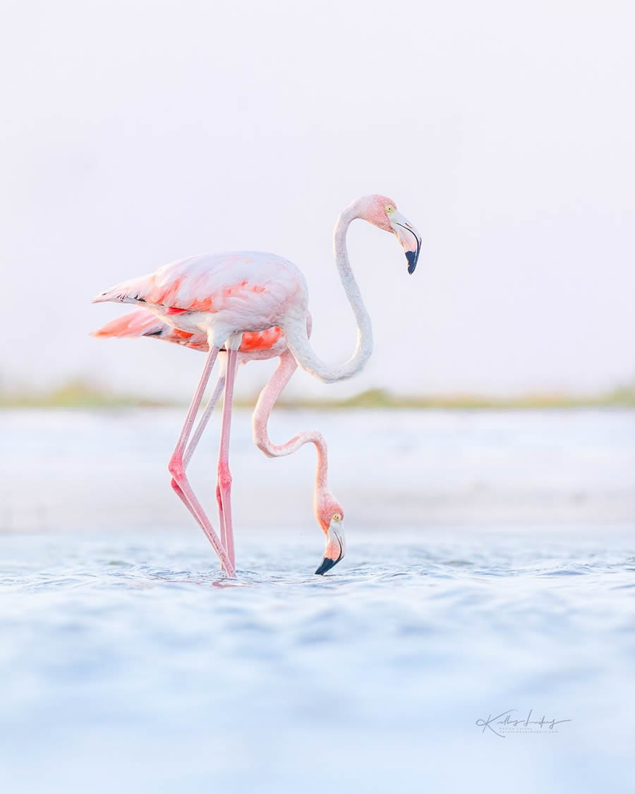 Fine Art Bird Photography By Kelley Luikey