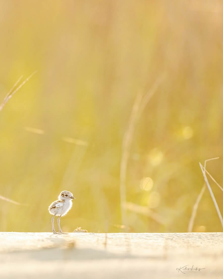 Fine Art Bird Photography By Kelley Luikey