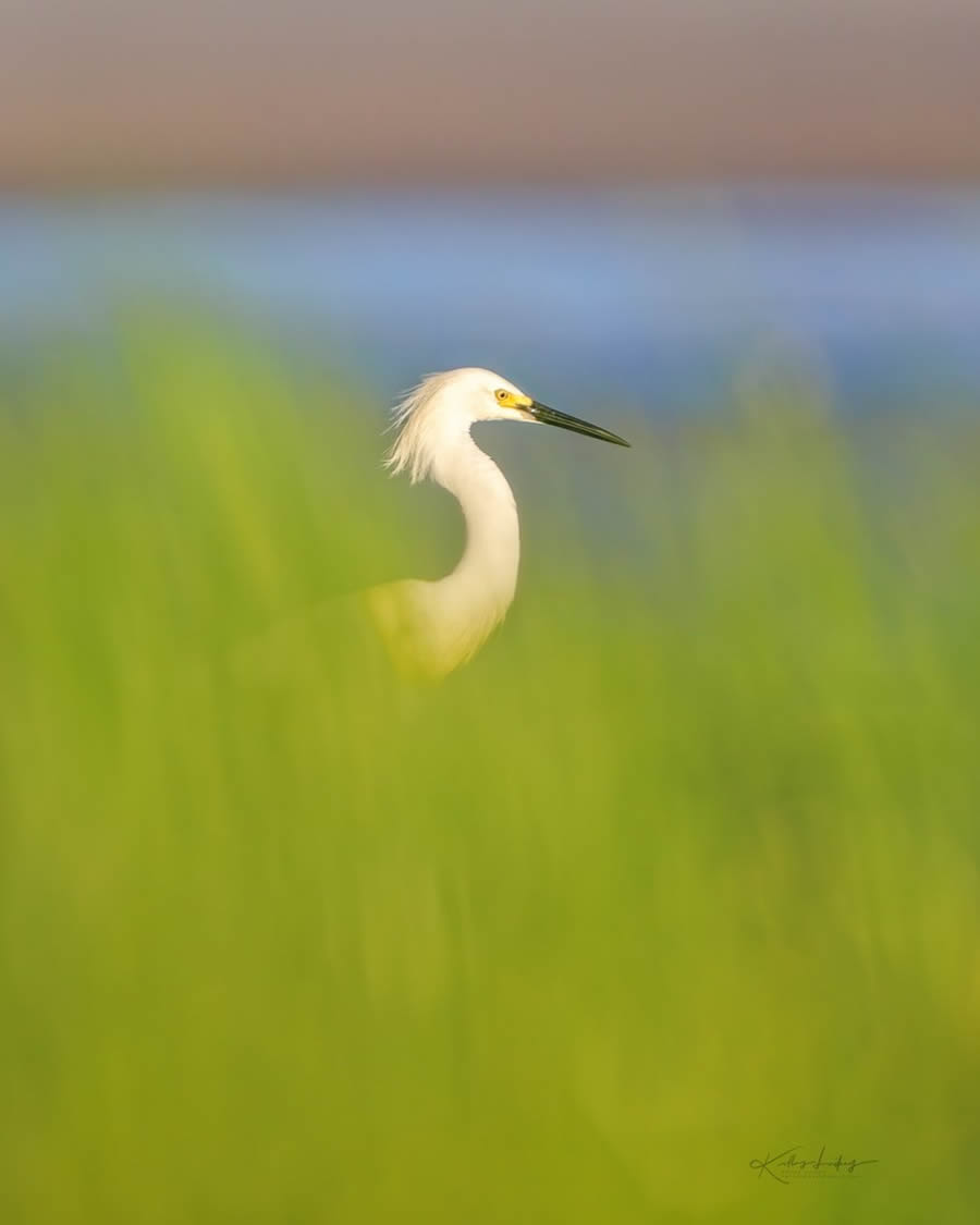 Fine Art Bird Photography By Kelley Luikey