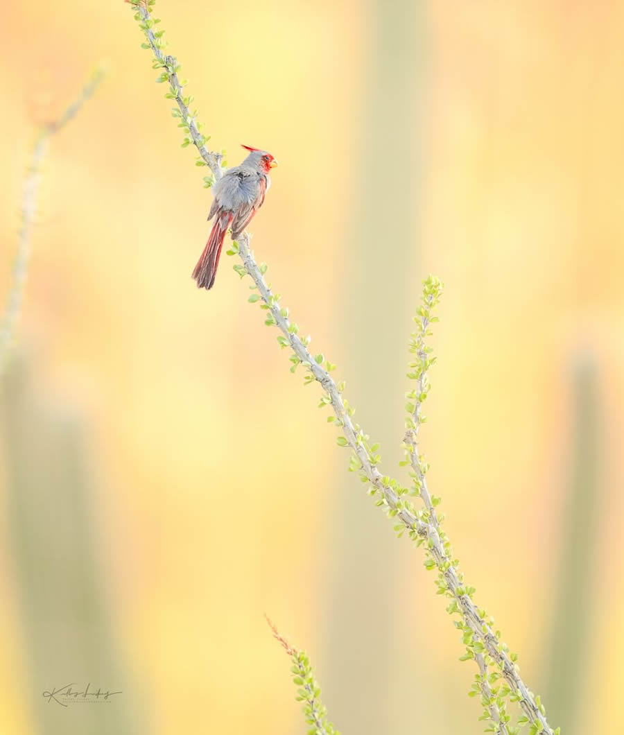 Fine Art Bird Photography By Kelley Luikey