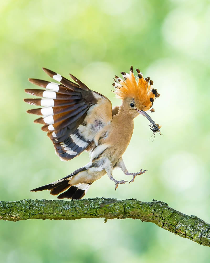 Incredible Bird Photography Of Czech Republic By Petr Mulacek