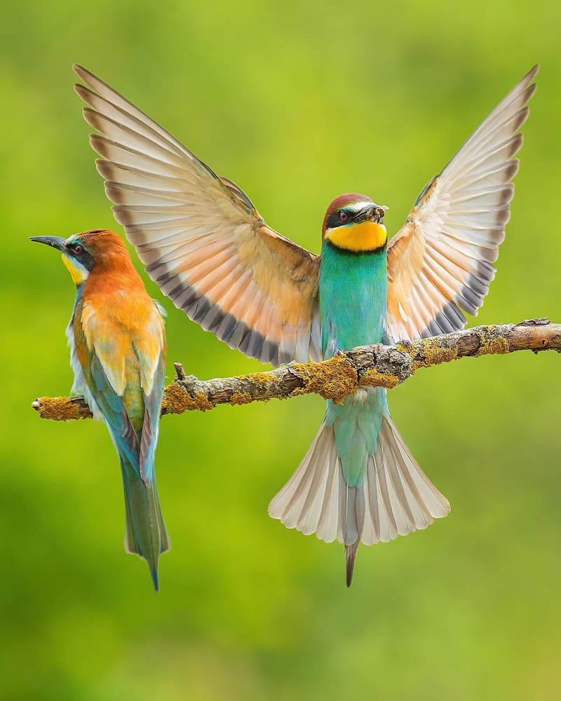 Incredible Bird Photography Of Czech Republic By Petr Mulacek