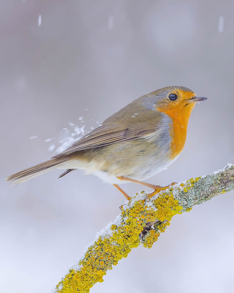 Incredible Bird Photography Of Czech Republic By Petr Mulacek