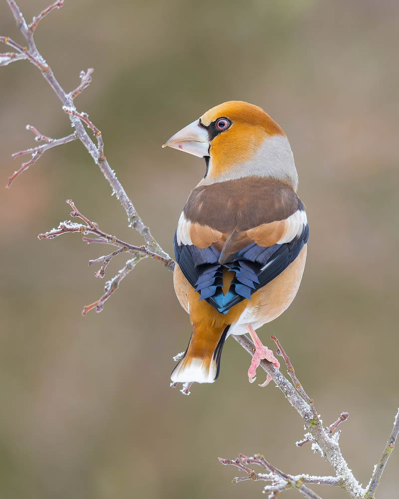 Incredible Bird Photography Of Czech Republic By Petr Mulacek