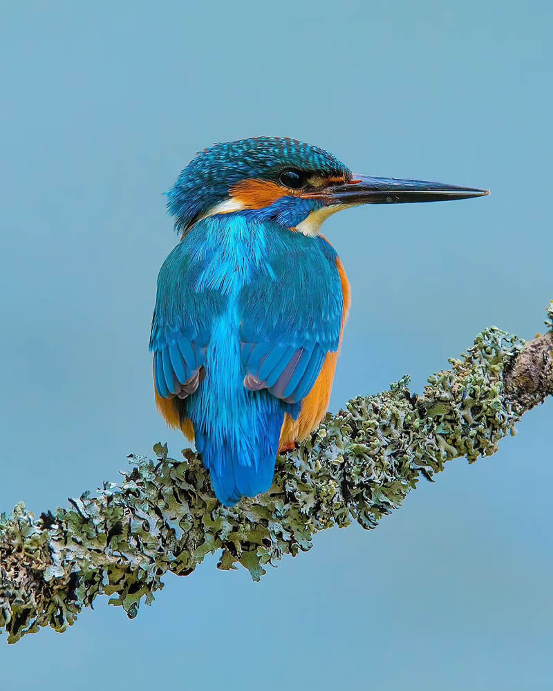 Incredible Bird Photography Of Czech Republic By Petr Mulacek