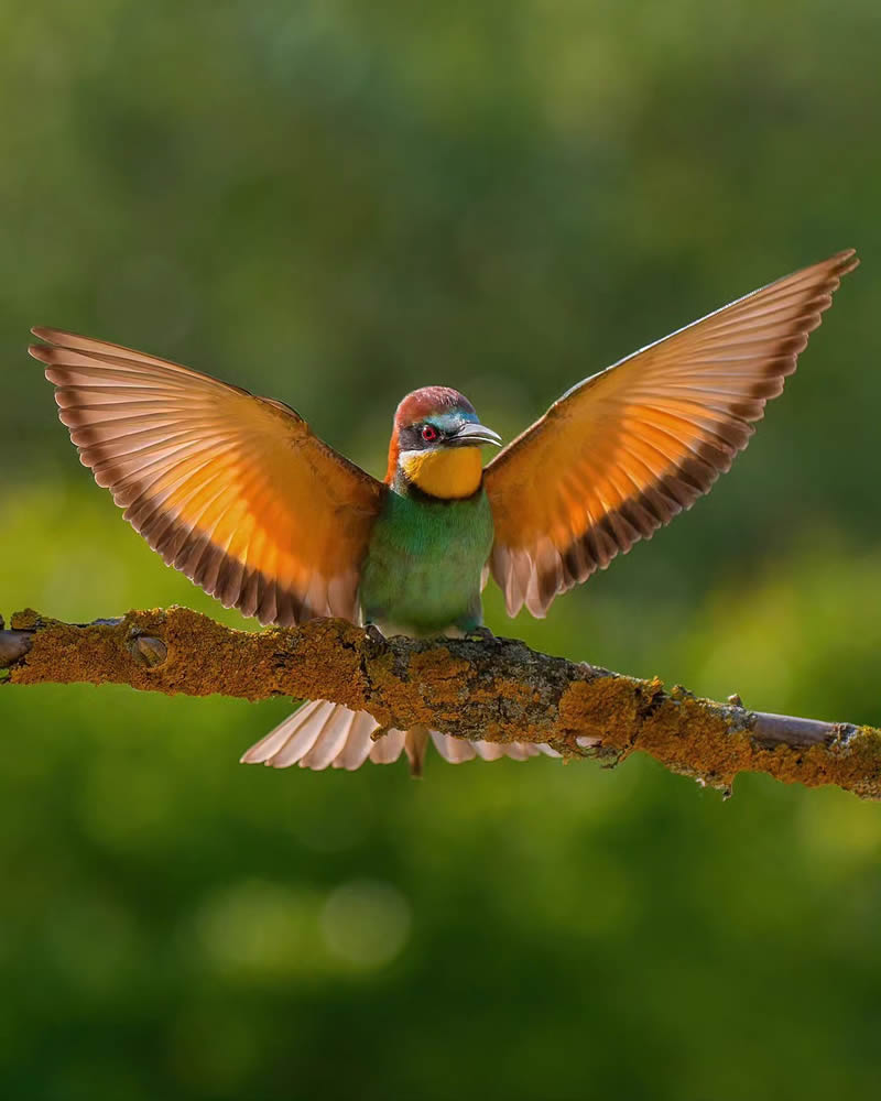 Incredible Bird Photography Of Czech Republic By Petr Mulacek