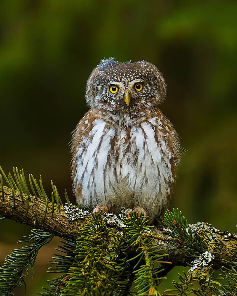 Incredible Bird Photography Of Czech Republic By Petr Mulacek