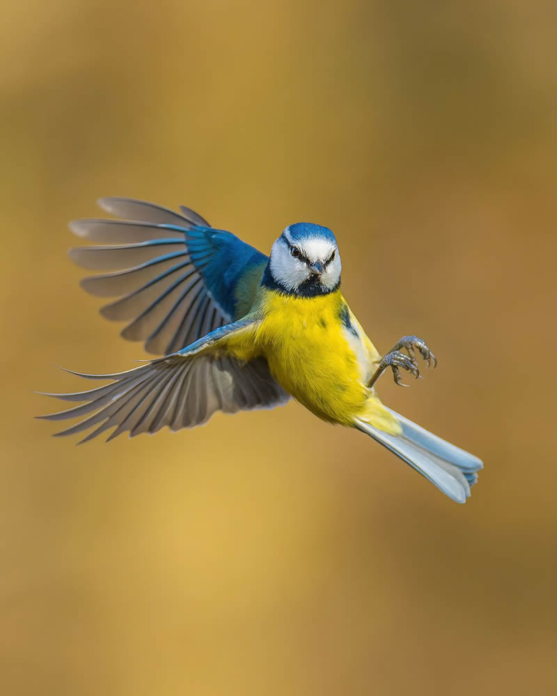 Incredible Bird Photography Of Czech Republic By Petr Mulacek