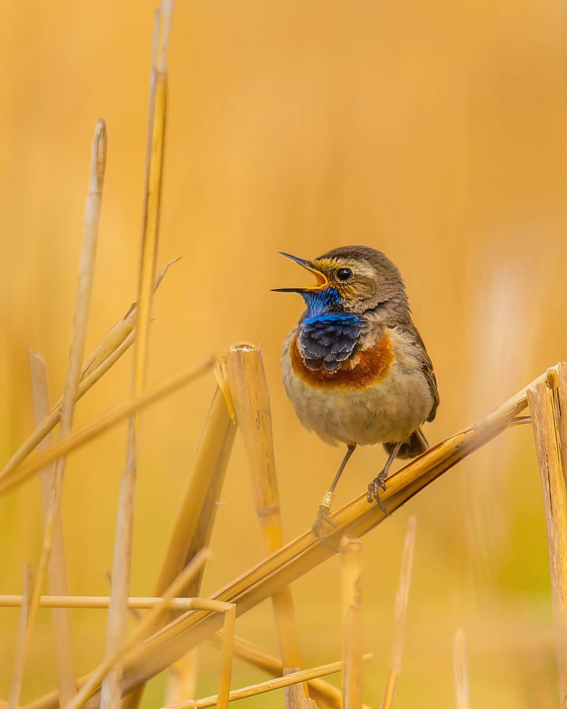 Incredible Bird Photography Of Czech Republic By Petr Mulacek