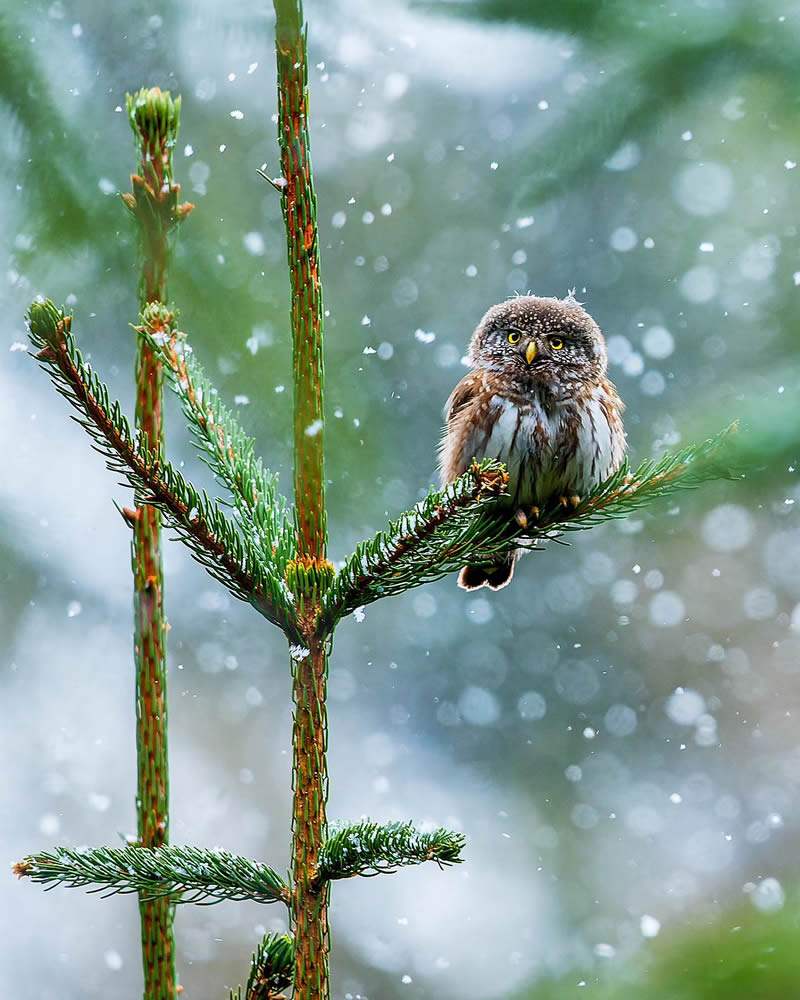 Incredible Bird Photography Of Czech Republic By Petr Mulacek