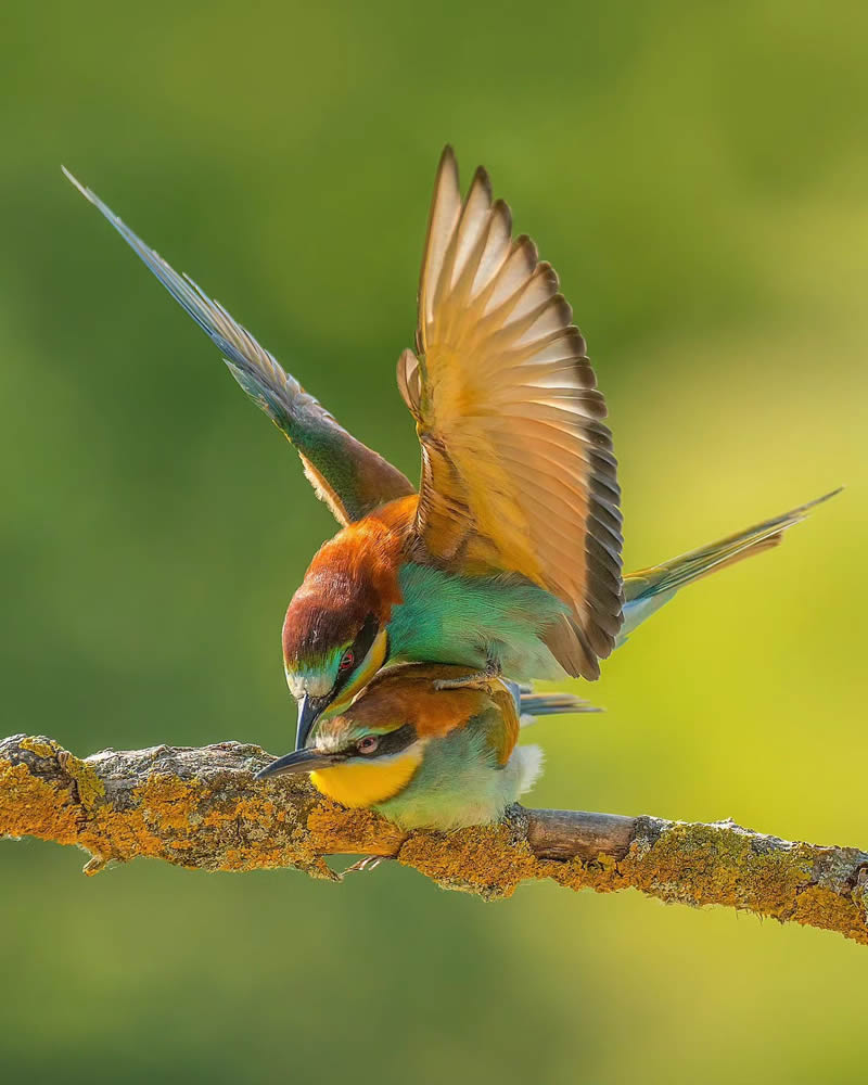 Incredible Bird Photography Of Czech Republic By Petr Mulacek