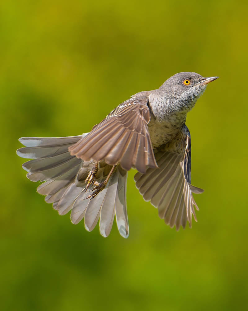 Incredible Bird Photography Of Czech Republic By Petr Mulacek