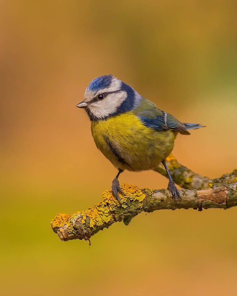 Incredible Bird Photography Of Czech Republic By Petr Mulacek