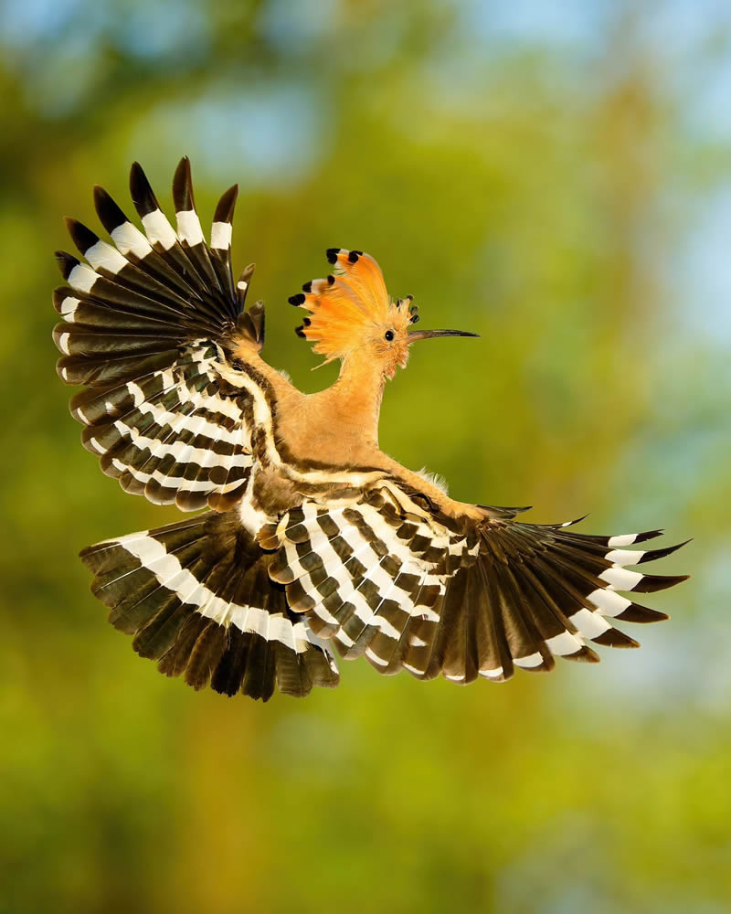 Incredible Bird Photography Of Czech Republic By Petr Mulacek