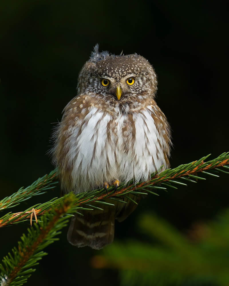 Incredible Bird Photography Of Czech Republic By Petr Mulacek