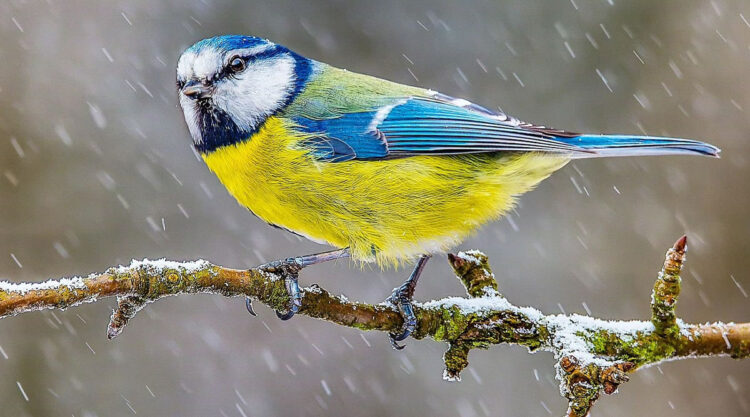 Incredible Bird Photography Of Czech Republic By Petr Mulacek