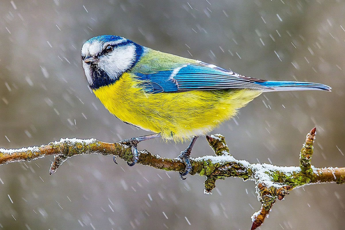 Incredible Bird Photography Of Czech Republic By Petr Mulacek