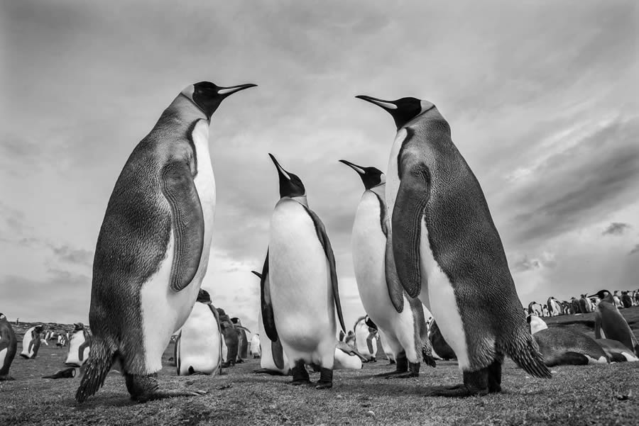 Black And White Photo Awards 2024 Winners