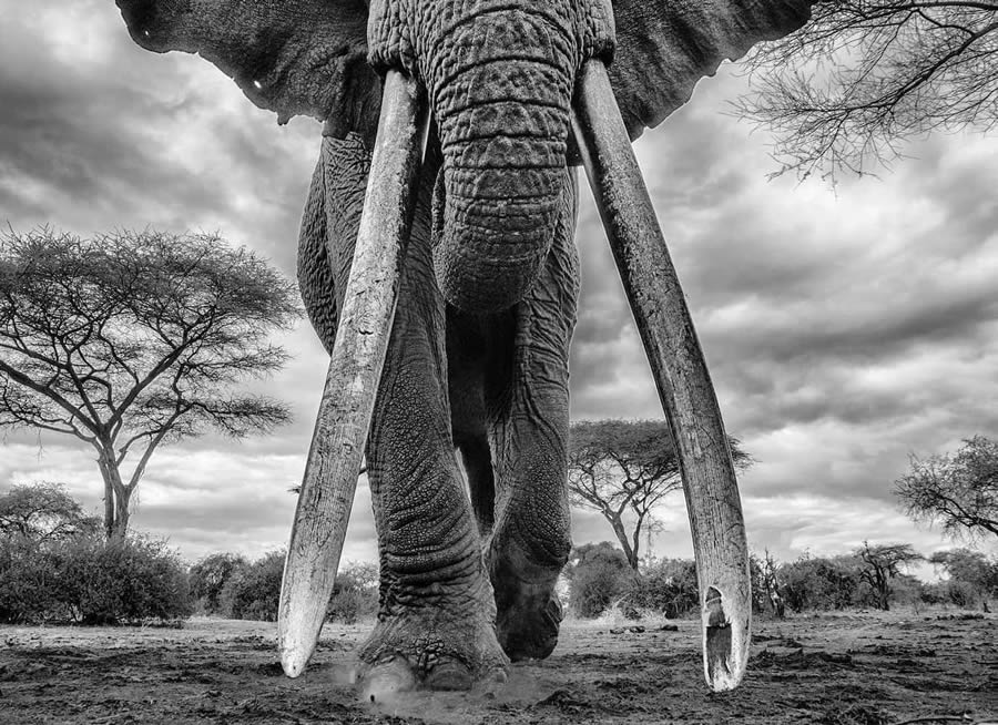 Best Photos From The Black And White Photo Awards 2024