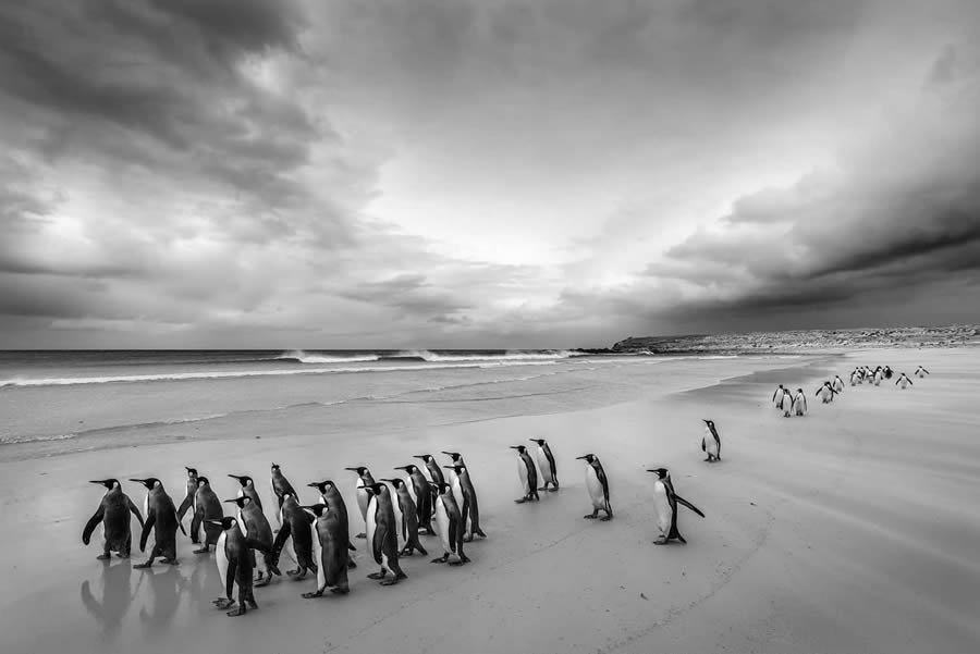 Best Photos From The Black And White Photo Awards 2024