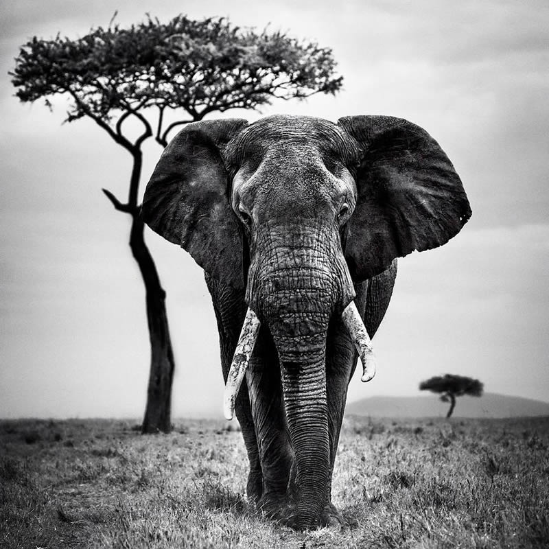 Black and White Wildlife Photography by Laurent Baheux